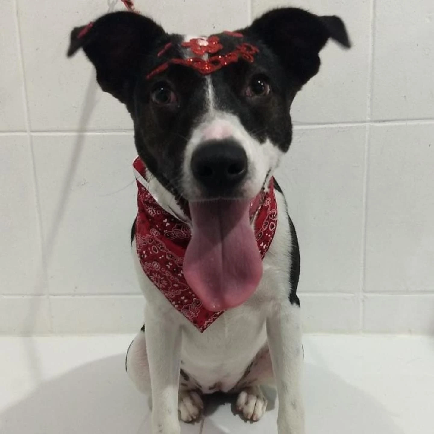 Foto da Perola